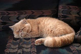 exotic shorthair origine