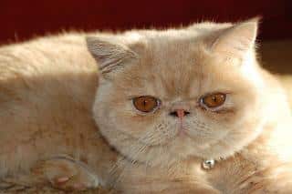 exotic shorthair taille, couleur