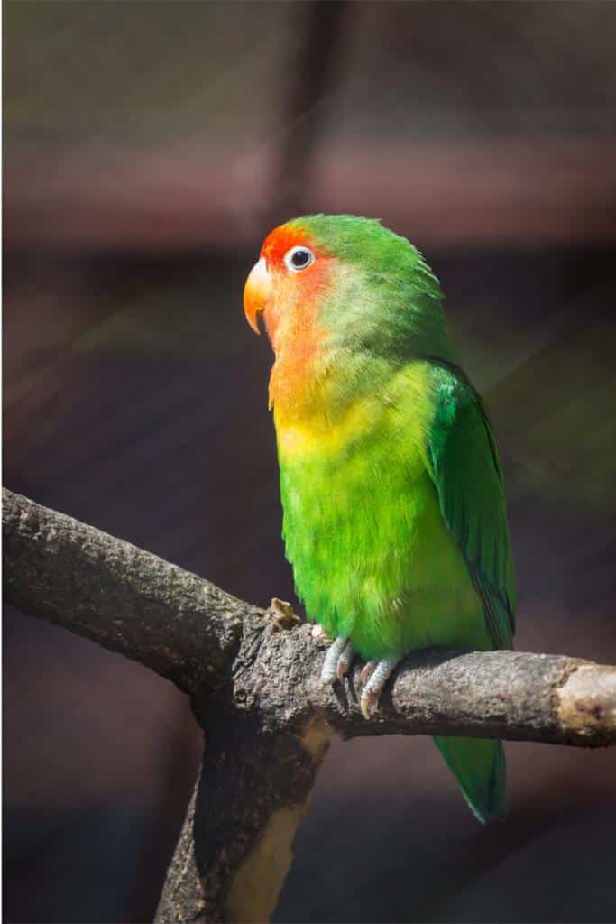 Inséparables (oiseaux) comportement, alimentation, prix