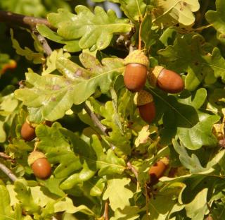 maladie Quercus robur - chêne pédonculé tache feuilles