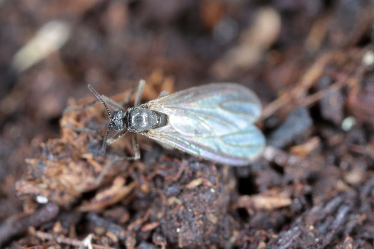 Mouche (terreau) — Wiki Cannabique