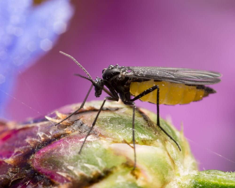 Éloigner les moucherons des plantes - PagesJaunes