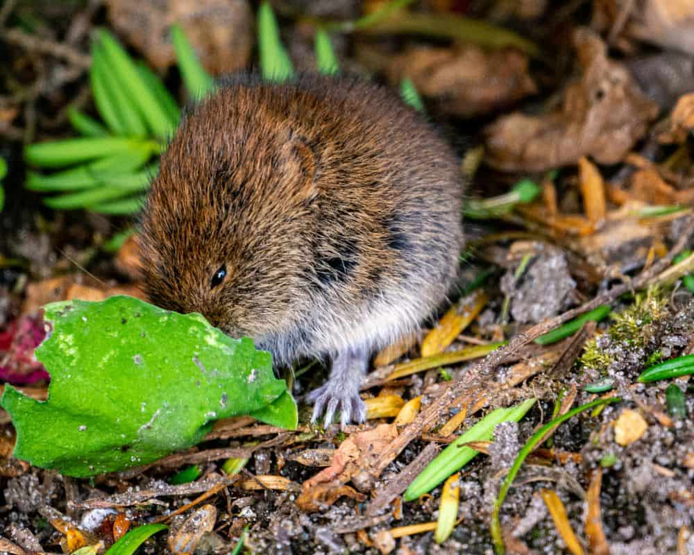 Le mulot : tout savoir sur ce rongeur, comment s'en débarrasser ?