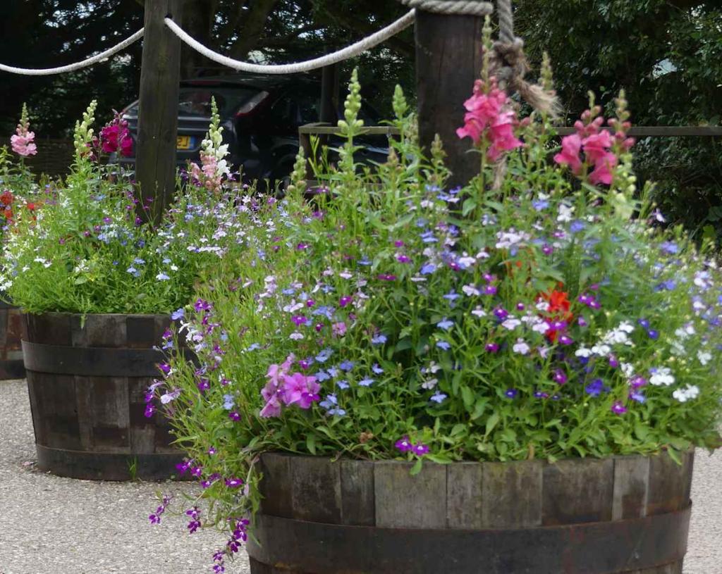 plante pour fleurir un tonneau - fleurs adaptées