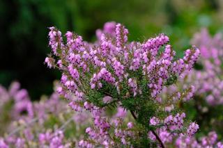 plantes-qui-indiquent-un-sol-acide