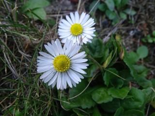 plantes-qui-indiquent-une-baisse-de-pH