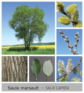 saule marsault - salix caprea