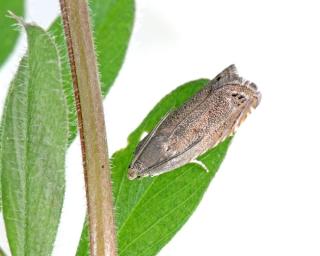 tordeuse du pois 