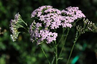 Plantes médicinales incontournables : l'Achillée millefeuille