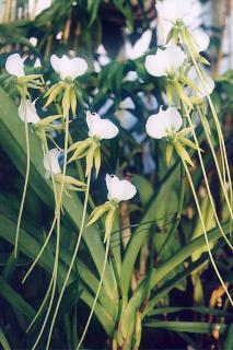 Angraecum eburneum longicalcar, orchidée parfumée