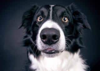 Chiens qui vivent le plus longtemps : le Border Collie