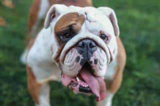 Les chiens les plus gentils : le Bulldog