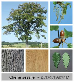 Chêne sessile - Quercus petraea - description feuille feuillage