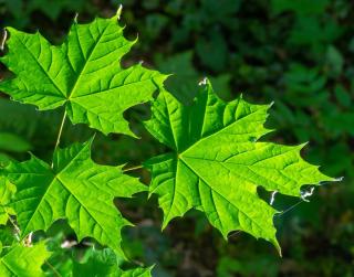 Culture entretien Erable plane - Acer platanoides