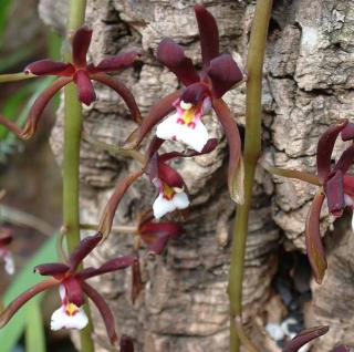 Cymbidium atropurpurea, orchidée parfumée