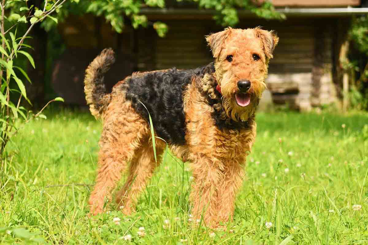 Les chiens qui perdent le moins de poils : Airedale Terrier