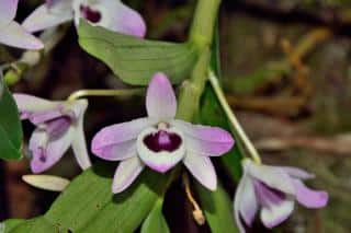 Dendrobium nobile, orchidée bambou