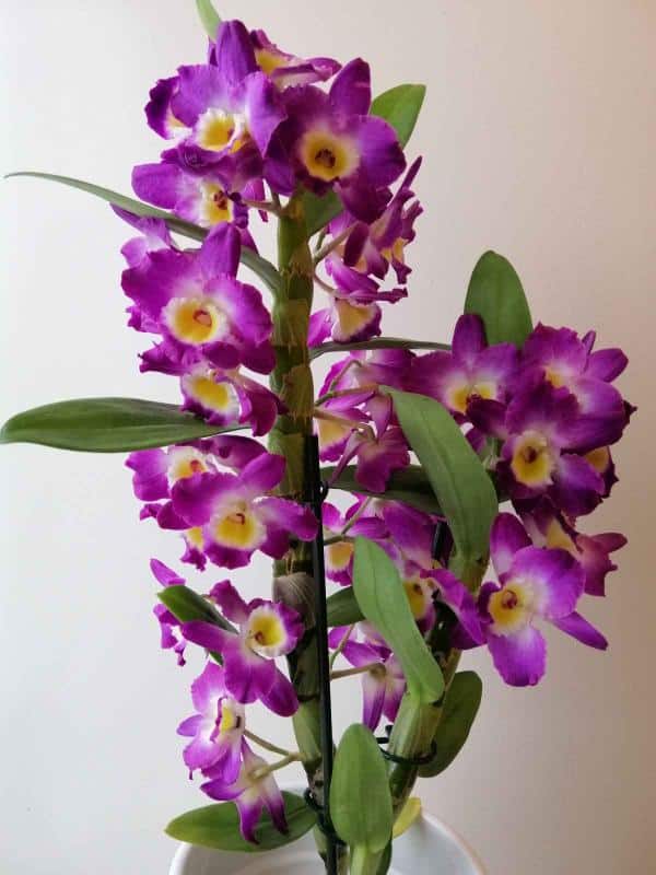 Vase Mural Orchidée Majolique Olfaire - Portugal, Vintage Rare - 31x25 Cm - Très Bon état