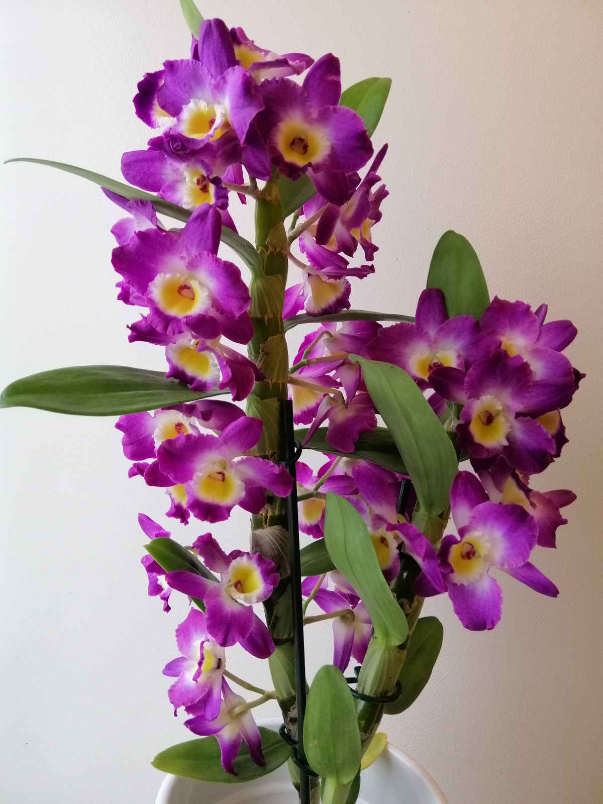 Dendrobium - orchidée bambou