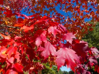 Entretien Culture Erable rouge - Acer rubrum