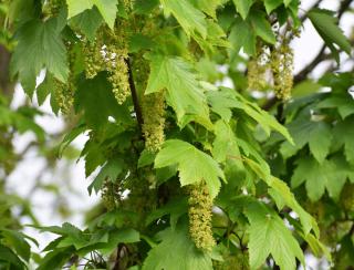 Entretien Erable sycomore - Acer pseudoplatanus