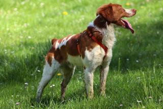 Les chiens qui perdent le moins de poils : Epagneul Breton