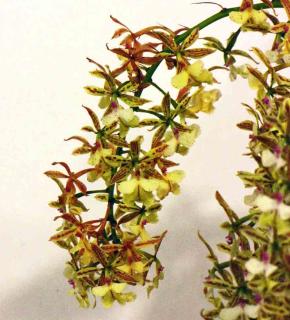 Epidendrum stamfordianum 'Galaxy', orchidée parfumée