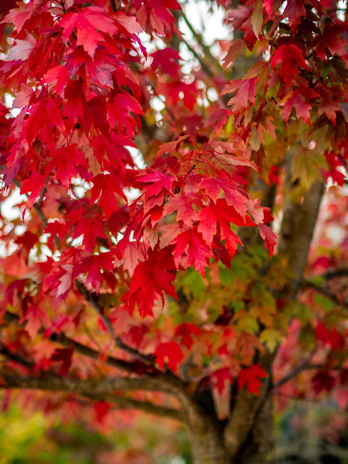 Feuilles. Feuille D'automne. Feuilles D'érable. Feuille De Couleur