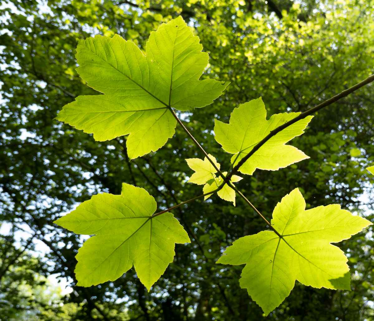 Erable sycomore - Acer pseudoplatanus