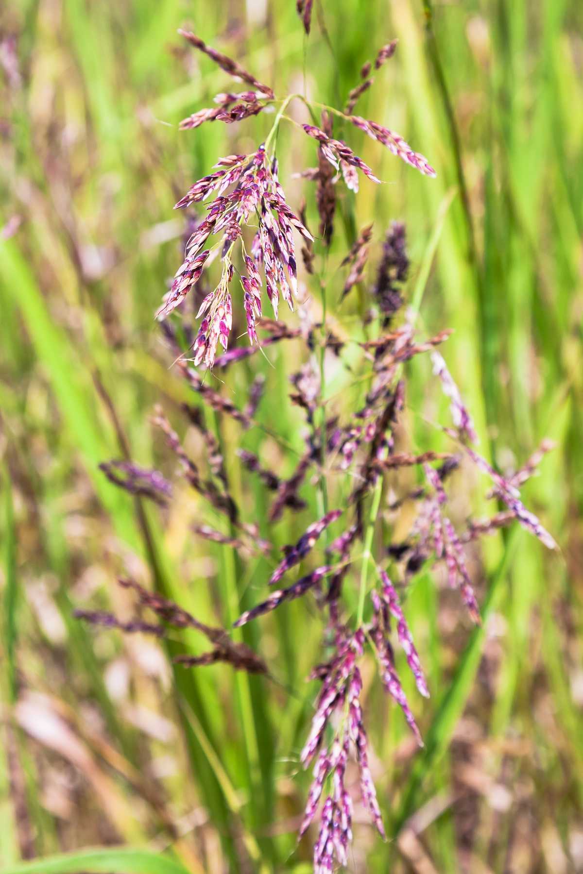 Festuca rubra - fetuque rouge