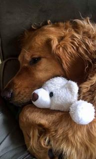 Les chiens les plus gentils : le Golden Retriever