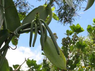 Gousses Vanilla planifolia