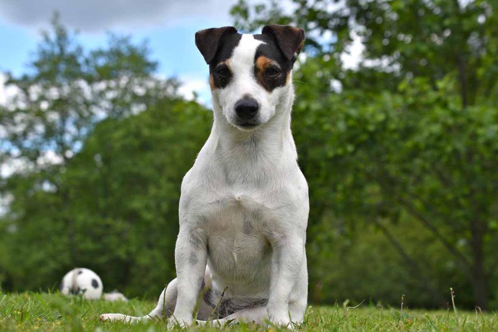 Jack Russell, chien qui vit le plus longtemps