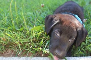 Les chiens les plus gentils : le labrador