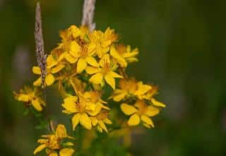 Plantes médicinales incontournables : Millepertuis