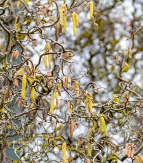 Noisetier tortueux - CORYLUS avellana Contorta entretien