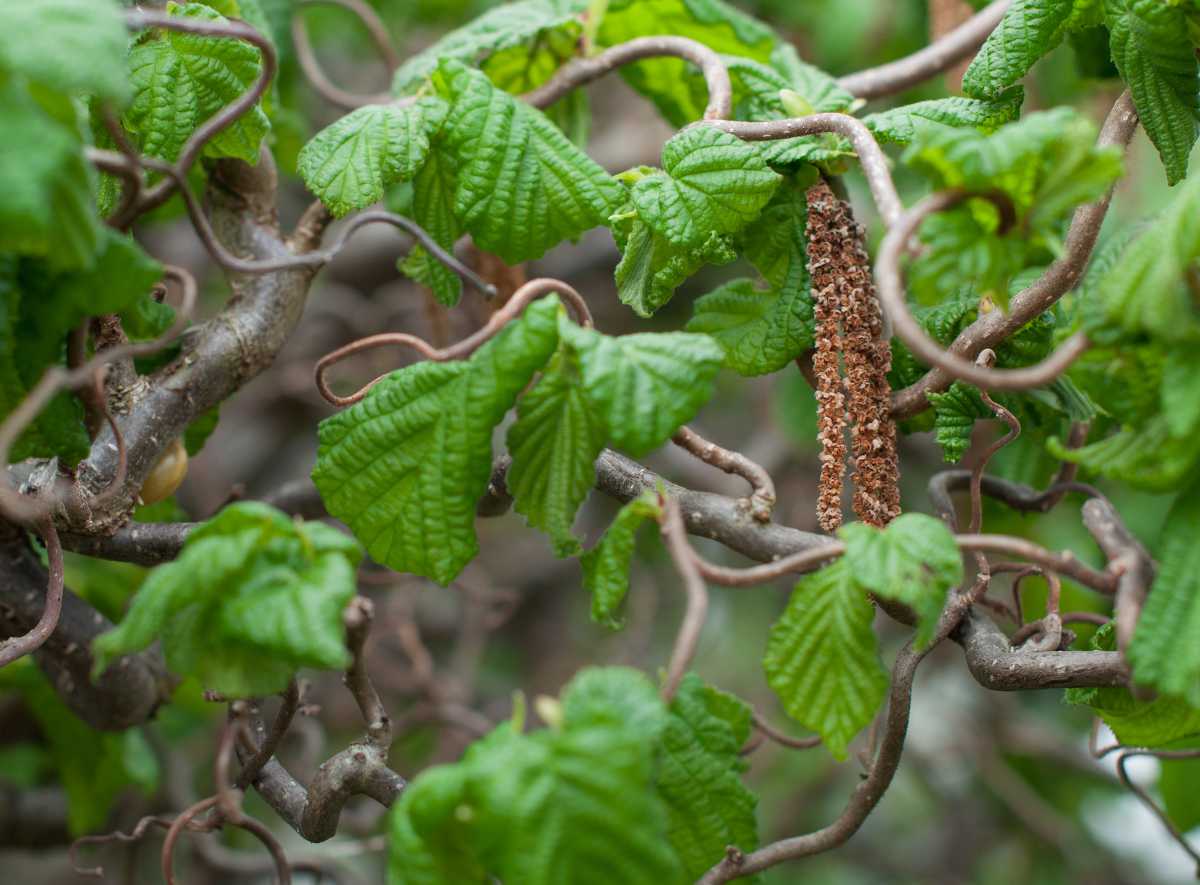 Noisetier tortueux - CORYLUS avellana Contorta