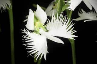 Orchidée colombe - Habenaria radiata
