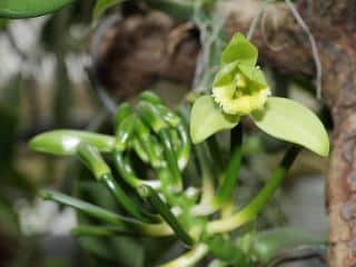 Orchidée vanille