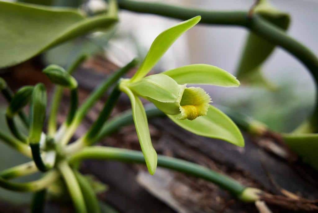 Orchidée vanille, Vanilla planifolia