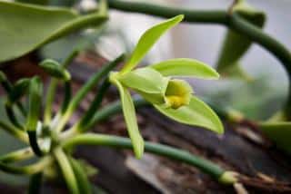 Orchidée vanille, Vanilla planifolia