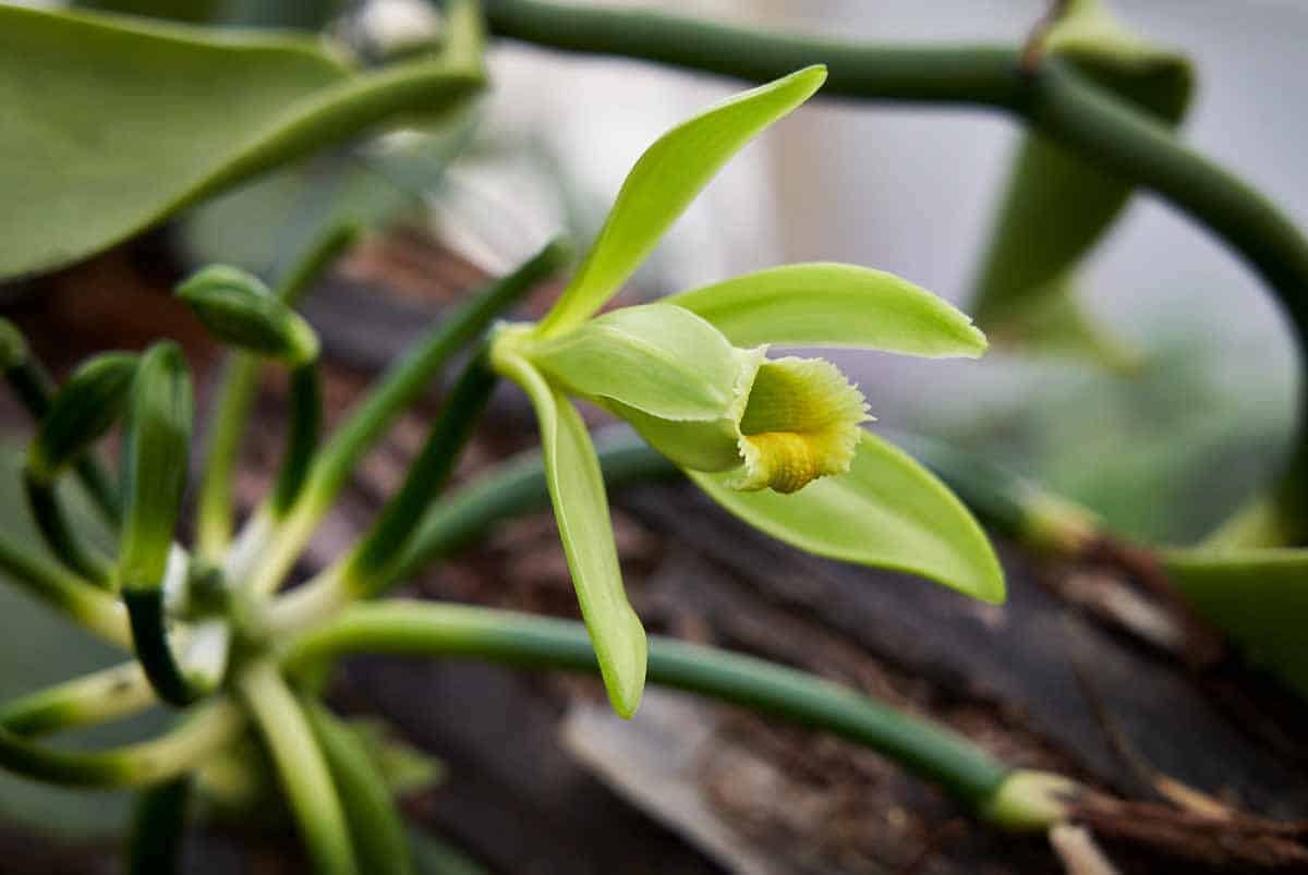 Orchidée vanille, Vanilla planifolia : culture et entretien