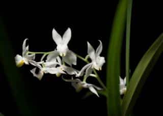 Osmoglossum pulchellum, orchidée parfumée