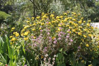 Phlomis italica - plante desherbeuse - desherbant naturel