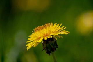 Plantes médicinales incontournables : le pissenlit