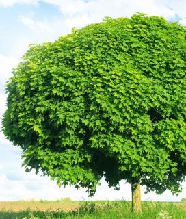 Plantation Erable plane - Acer platanoides
