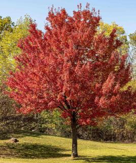 Plantation Erable rouge - Acer rubrum