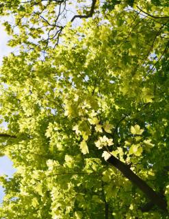 Plantation Erable sycomore - Acer pseudoplatanus