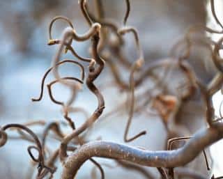 Plantation Noisetier tortueux - CORYLUS avellana Contorta