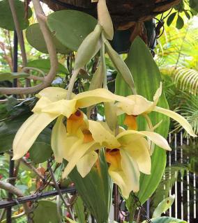 Stanhopea wardii, orchidée parfumée